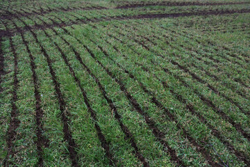 Liquid manure on alfalfa agricultural field in the italian countryside on winter season
