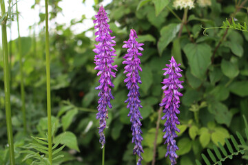 Purple flowers of Vetch in the meadow in Italy on springtime season. Vicia cracca