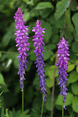 Purple flowers of Vetch in the meadow in Italy on springtime season. Vicia cracca