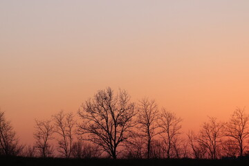 tramonto in inverno con alberi e cielo rosso e nuvole