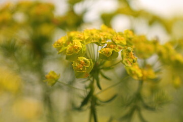fiori gialli in primavera