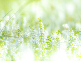 夏の公園や花壇を彩るアンゲロニアのあるぼんやりとボケた景色。心象風景。背景。自然風景素材。