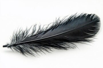 A single black feather lies on a clean white background