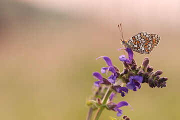 una farfalla melitaea su un fiore al tramonto