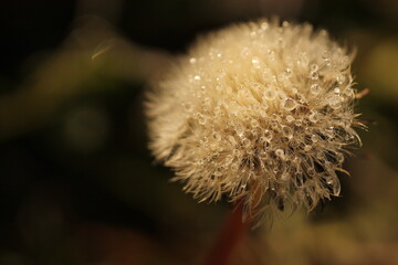 fiore di dente di leone © Simona