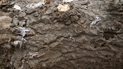 Close-up of Cracked Tree Bark,Ancient Tree with Weathered Bark, Rough Texture, and Weathering