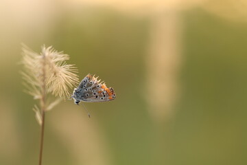 una farfalla licenide al tramonto