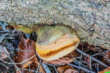 Landscapes - Forest - Europe, Romania, Suceava region  
