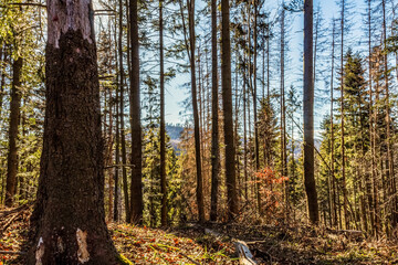 Fototapeta premium Landscapes - Forest - Europe, Romania, Suceava region 