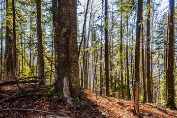 Fototapeta premium Landscapes - Forest - Europe, Romania, Suceava region 