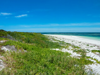 Pristine white sandy beach with turquoise waters at Hangover Bay, Western Australia. Coastal vegetation covers sand dunes under vibrant blue sky, creating idyllic contrast between ocean and landscape
