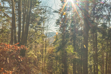 Obraz premium Landscapes - Forest - Europe, Romania, Suceava region 