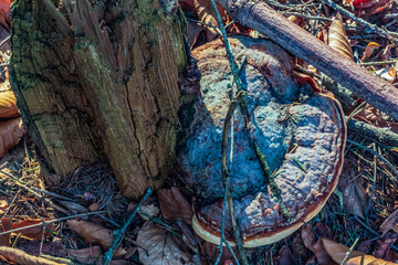 Landscapes - Forest - Europe, Romania, Suceava region  