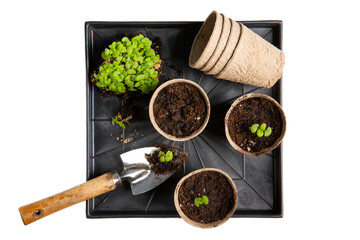 Dive plant sprouts into individual pots. Coleus seedlings picking. Sprout transplant. Top view, isolated on white. Gardening, houseplant care concept.