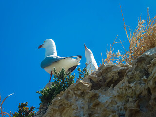 Two white seagulls perched on rocky coastal cliff edge against vibrant blue sky at Penguin Island, Western Australia. One seabird standing alert. Coastal vegetation and limestone formations.