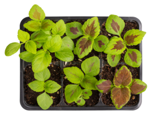 Coleus seedlings in plastic tray isolated on white. Sprouts of ornamental garden plants with brightly colored foliage. Top view. Gardening, houseplant care concept.