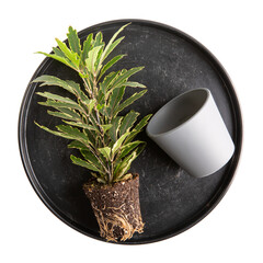 Schefflera plant or umbrella tree isolated on white. Top view. Replanting a house plant. Houseplant care concept.