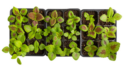 Coleus seedlings in plastic tray isolated on white. Sprouts of ornamental garden plants with brightly colored foliage. Top view. Gardening, houseplant care concept.