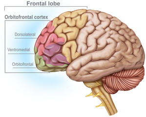 Illustration of the frontal lobe, which controls cognitive functions, voluntary movement, decision-making, language, and personality, as well as regulating behavior and planning.
