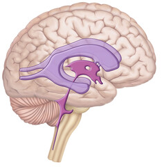 Illustration of the brain and cerebrospinal fluid, which protects the brain and spinal cord, cushions shocks, transports nutrients removes waste, and maintains the balance of the nervous system.