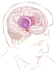 Illustration of a male human head with the brain and limbic system. The brain system is involved in emotions, memory, and behavior.