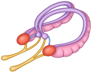 Illustration of the structure of the amygdala, part of the limbic system, which regulates emotions, fear, and aggression, and is involved in emotional memory and stress response.