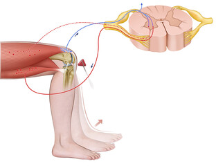 Schematic representation of the myotatic reflex is an involuntary response that maintains muscle tone and posture, activated by muscle elongation and mediated by neuromuscular spindles.