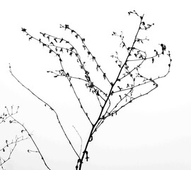 Bare branches against a cloudy sky creating a minimalistic natural composition in winter season