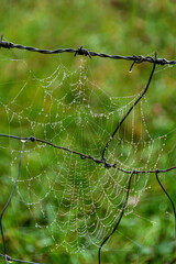 Delicate spider web adorned with dewdrops captured on barbed wire in the morning light