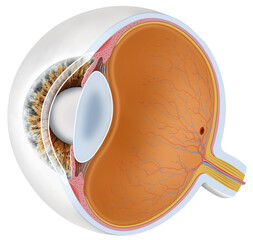 Representation of the eye in perspective, in which you can see its interior and the parts that compose it.