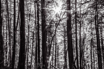 Landscapes - Forest - Europe, Romania, Suceava region  