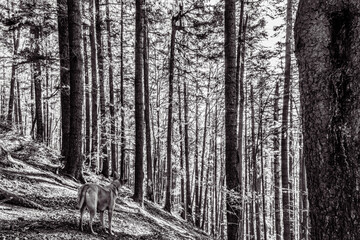 Landscapes - Forest - Europe, Romania, Suceava region  