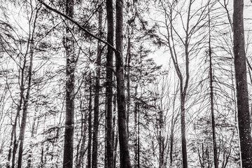 Landscapes - Forest - Europe, Romania, Suceava region  