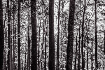 Landscapes - Forest - Europe, Romania, Suceava region  