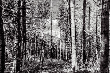 Landscapes - Forest - Europe, Romania, Suceava region  