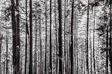 Landscapes - Forest - Europe, Romania, Suceava region  