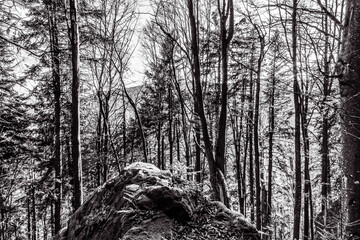 Landscapes - Forest - Europe, Romania, Suceava region  