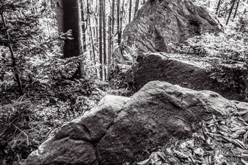 Landscapes - Forest - Europe, Romania, Suceava region  