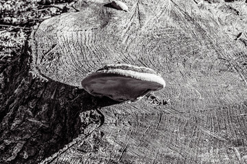 Landscapes - Forest - Europe, Romania, Suceava region  