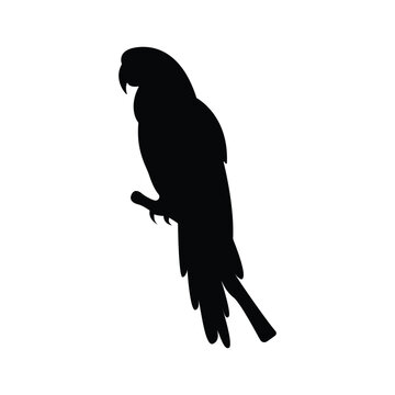 Macaw bird silhouette vector design isolated on a white background