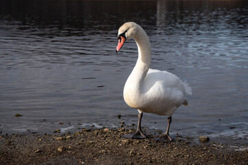 山中湖の白鳥