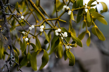 a beautiful mistletoe lichen branch with berries is shot close-up. 