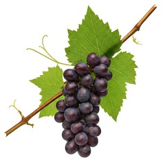 Fototapeta premium Bunch of grapes with bramch white background.