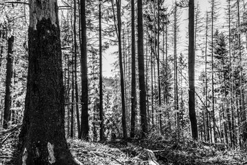 Fototapeta premium Landscapes - Forest - Europe, Romania, Suceava region 