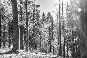 Obraz premium Landscapes - Forest - Europe, Romania, Suceava region 