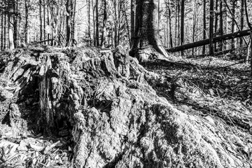 Landscapes - Forest - Europe, Romania, Suceava region  