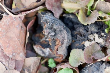 rotten fruit on the ground