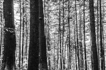 Naklejka premium Landscapes - Forest - Europe, Romania, Suceava region 