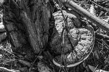 Landscapes - Forest - Europe, Romania, Suceava region  