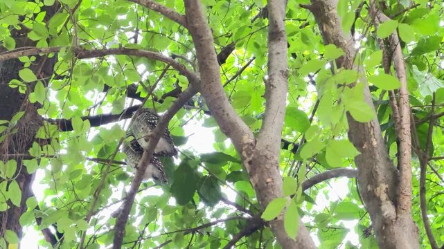 The spotted owlet is perching on the branch of a tree during the day.
